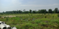 Anh Hai bán 750 triệu/500m2 đất vườn Thạnh Hòa – Long An